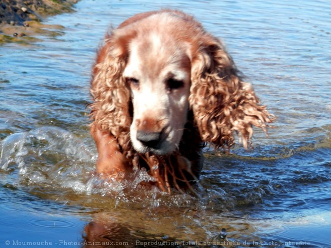 Photo de Cocker anglais