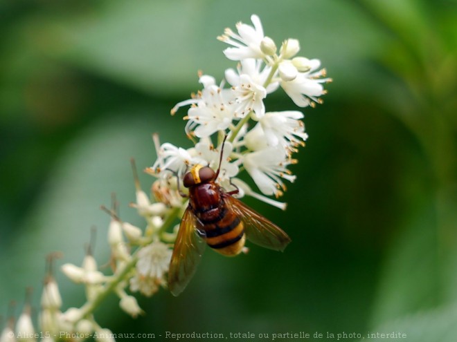 Photo de Mouche