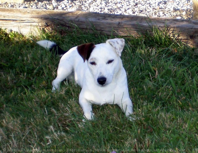 Photo de Jack russell terrier