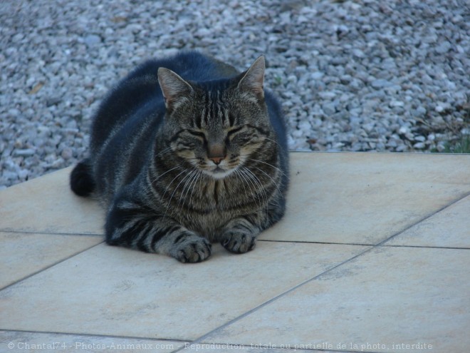 Photo de Chat domestique