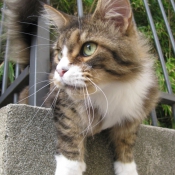 Photo de Maine coon