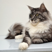 Photo de Maine coon