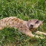 Photo de Suricate