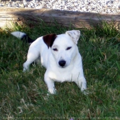 Photo de Jack russell terrier