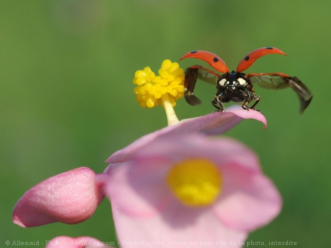 Photo de Coccinelle