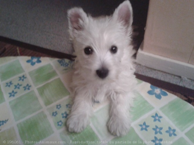 Photo de West highland white terrier