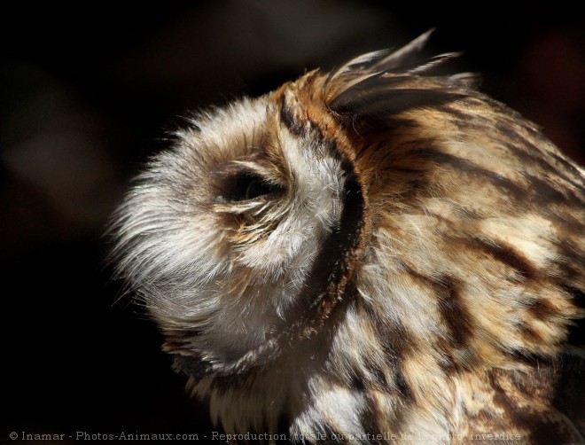 Photo de Hibou