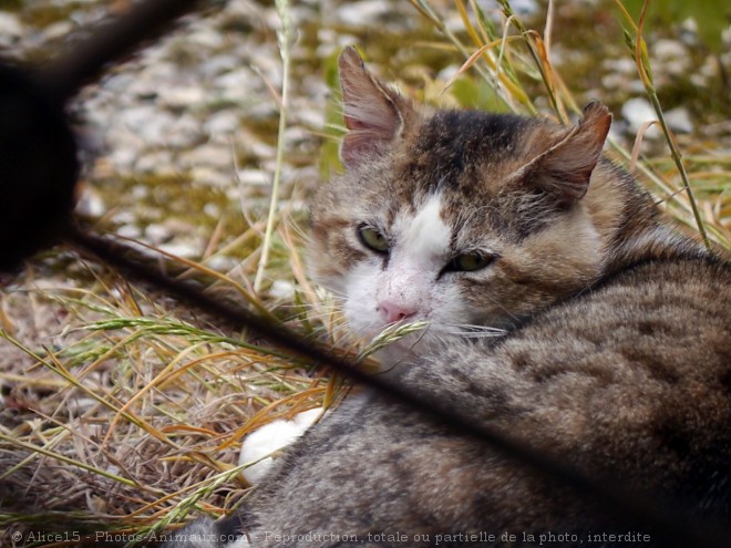 Photo de Chat domestique