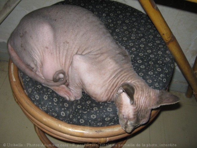 Photo de Sphynx