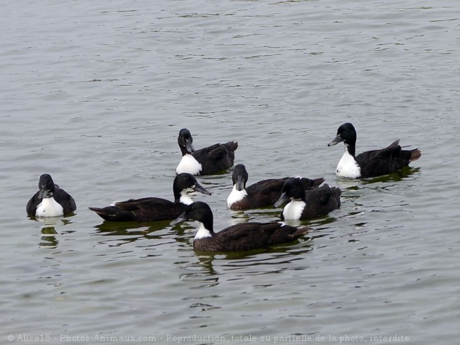 Photo de Canard