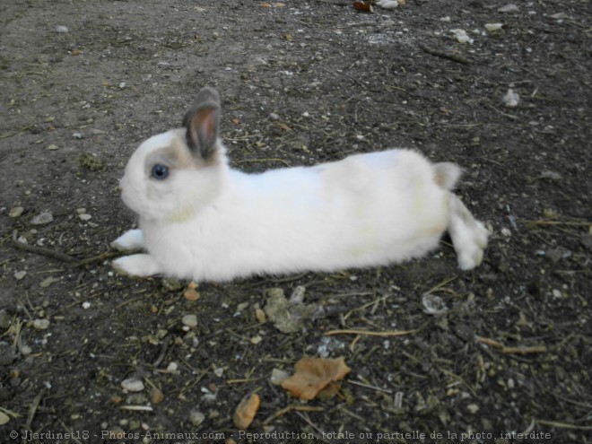 Photo de Lapin