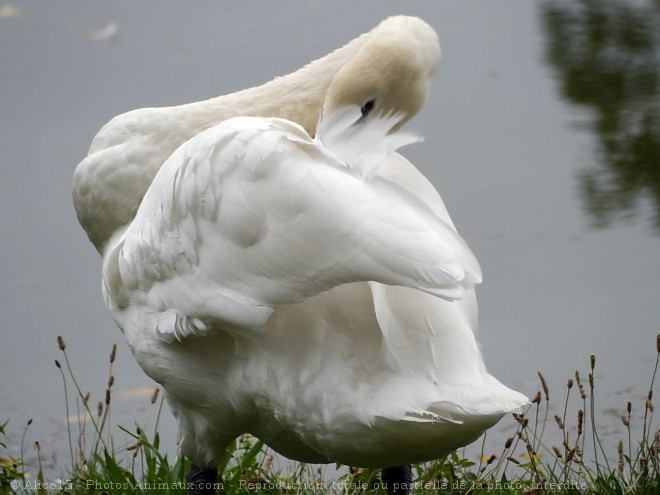 Photo de Cygne