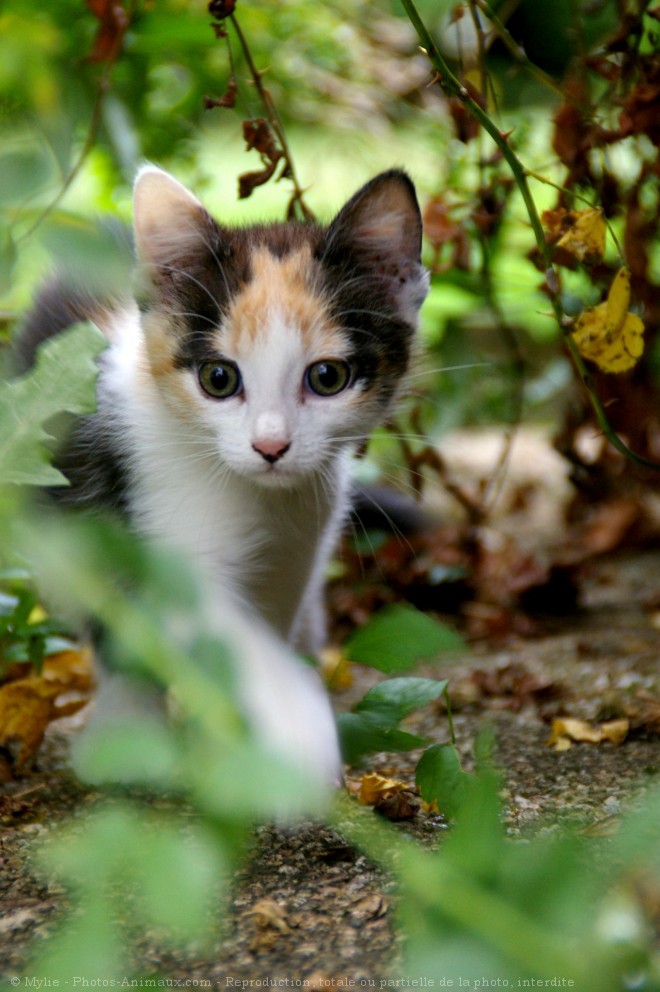 Photo de Chat domestique