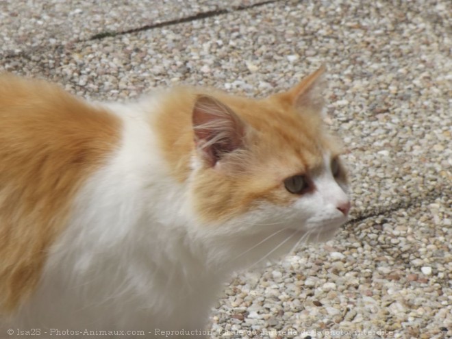 Photo de Chat domestique