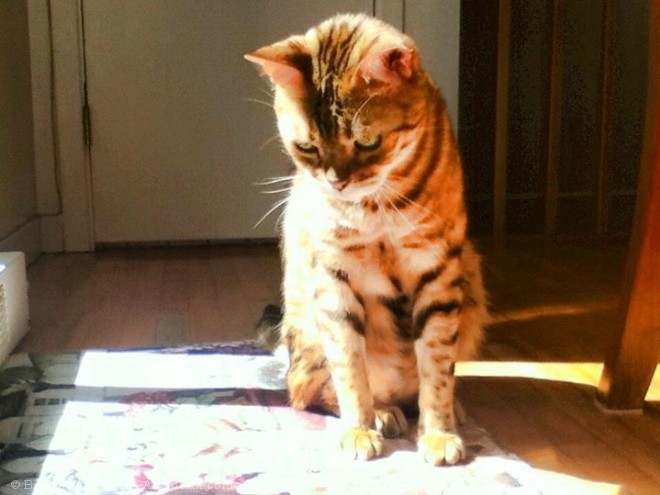 Photo de Bengal