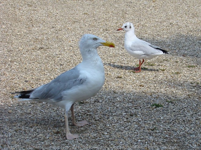 Photo de Races diffrentes