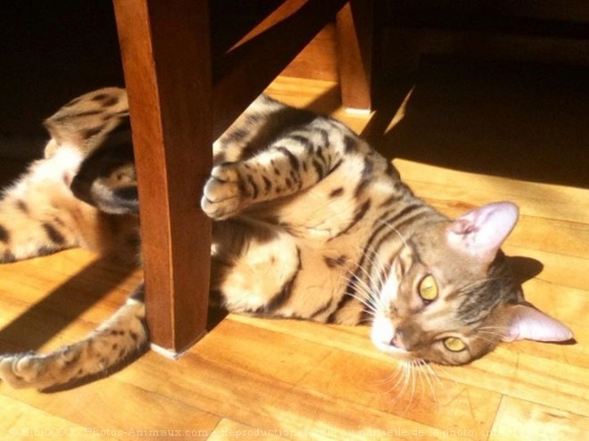 Photo de Bengal