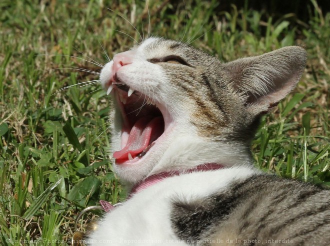 Photo de Chat domestique