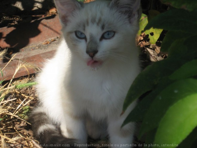 Photo de Chat domestique