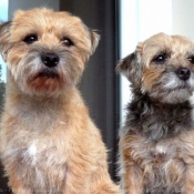 Photo de Border terrier