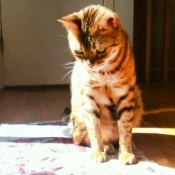 Photo de Bengal