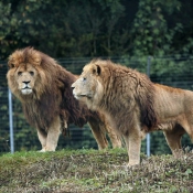 Photo de Lion