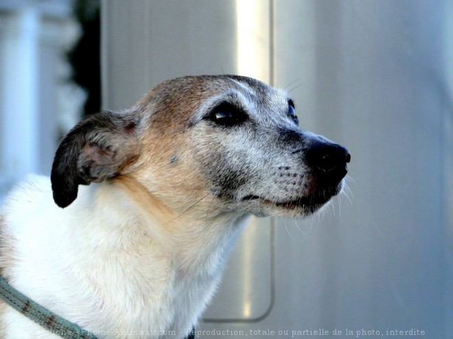 Photo de Jack russell terrier