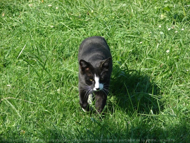 Photo de Chat domestique