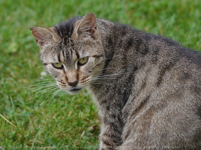 Photo de Chat domestique