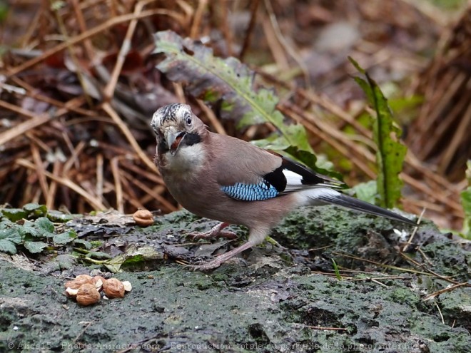 Photo de Geai - des chnes