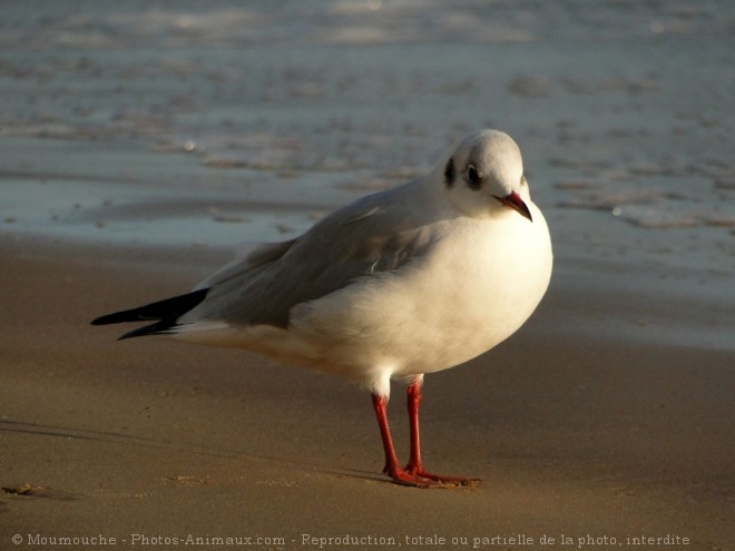 Photo de Mouette