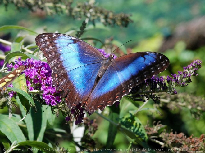 Photo de Papillon - morpho bleu