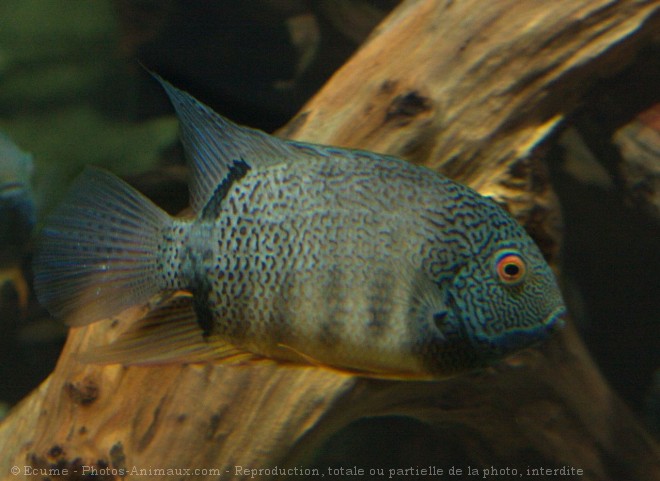 Photo de Poissons exotiques