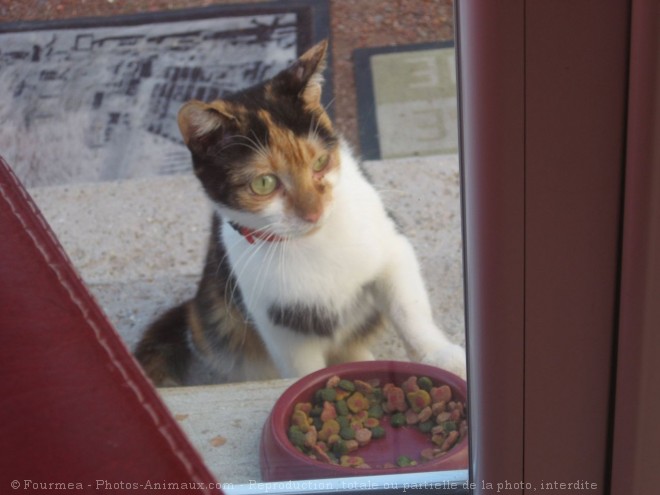 Photo de Chat domestique