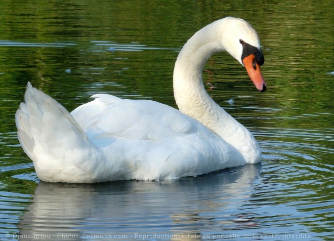 Photo de Cygne