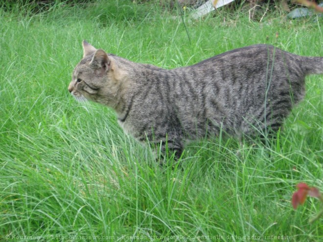 Photo de Chat domestique