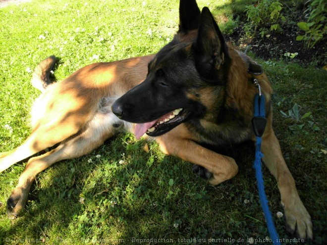 Photo de Berger belge malinois