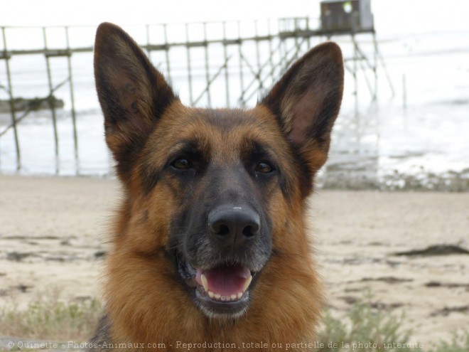 Photo de Berger allemand  poil court