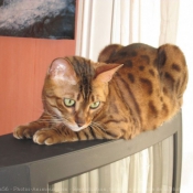 Photo de Bengal