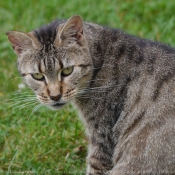 Photo de Chat domestique