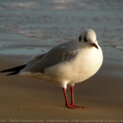 Photo de Mouette