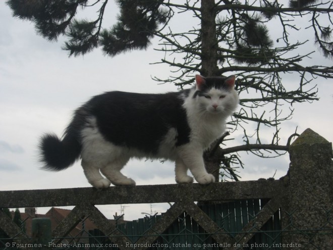 Photo de Chat domestique