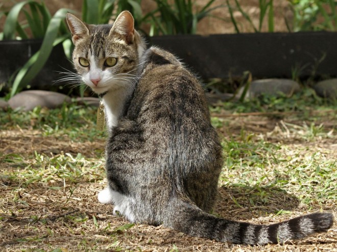 Photo de Chat domestique