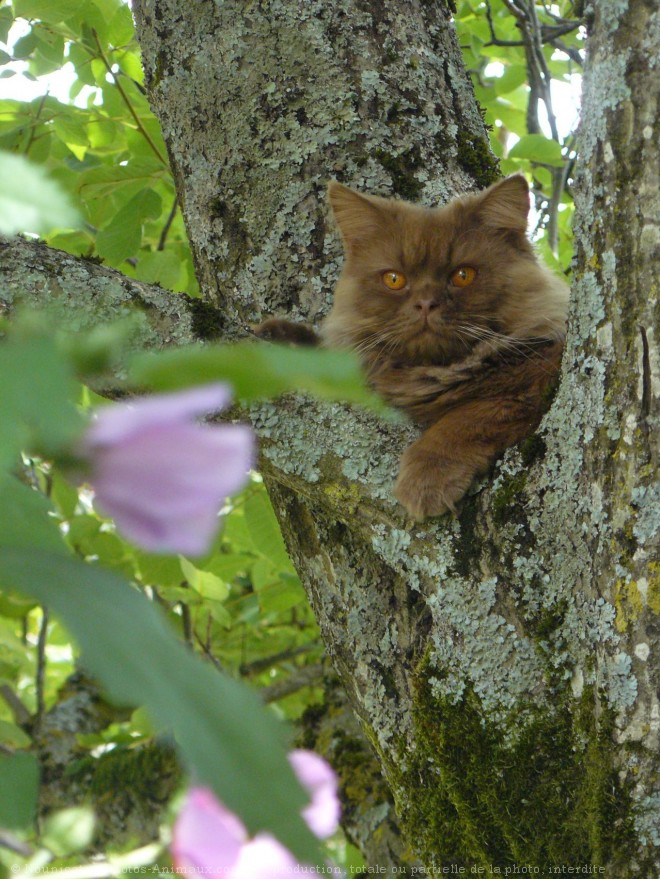 Photo de British longhair