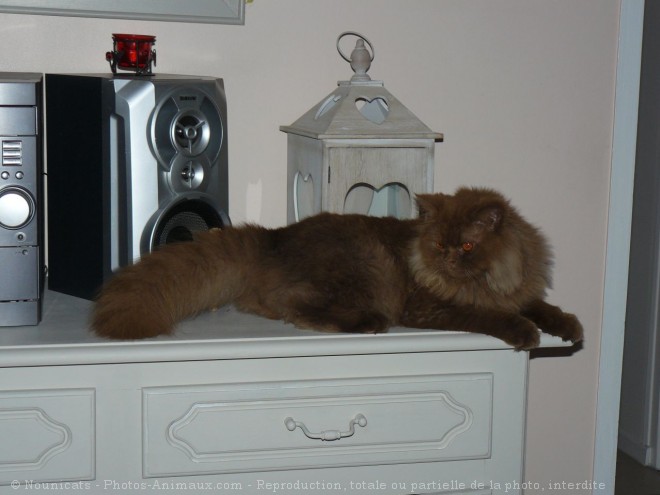 Photo de British longhair