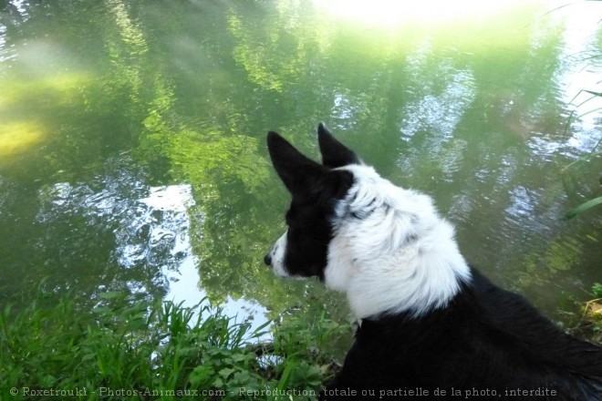 Photo de Border collie