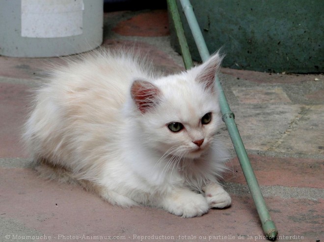 Photo de Chat domestique