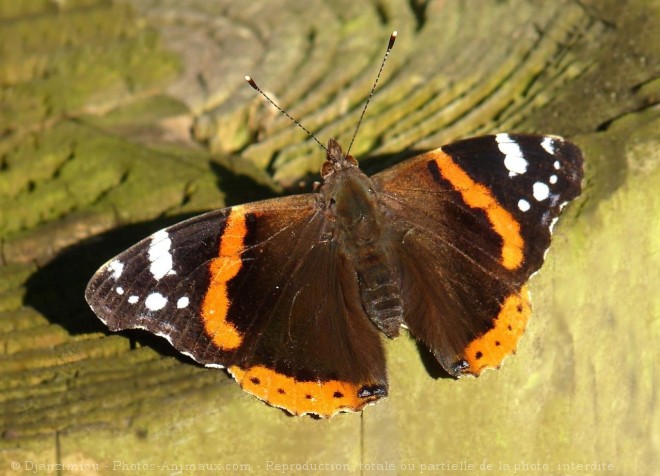 Photo de Papillon - vulcain