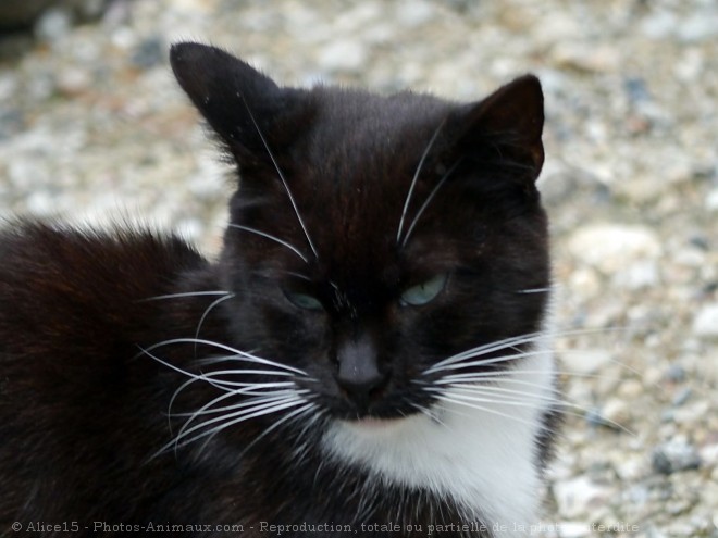 Photo de Chat domestique