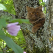 Photo de British longhair